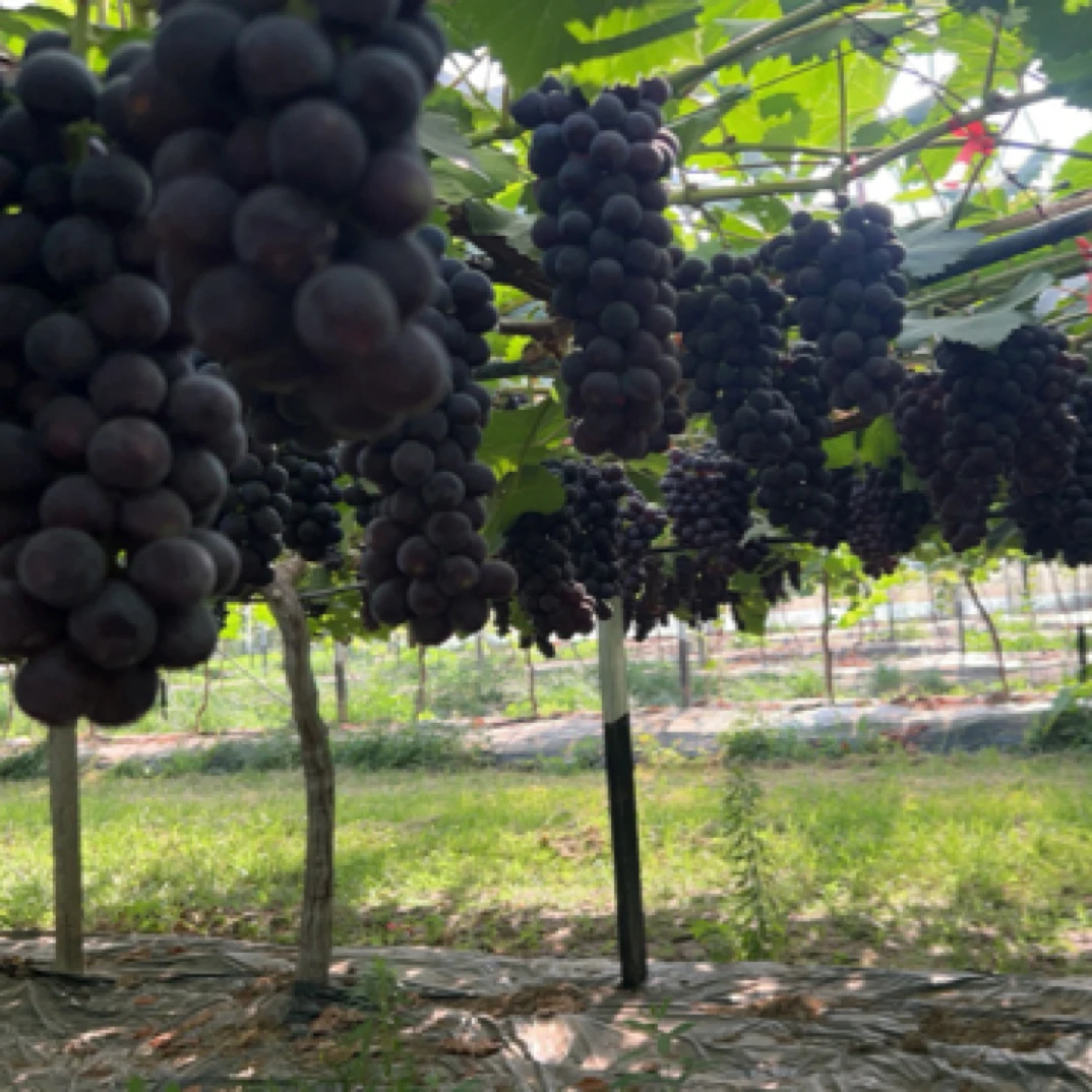果园现摘现发夏黑无籽葡萄酸甜可口新鲜应季水果