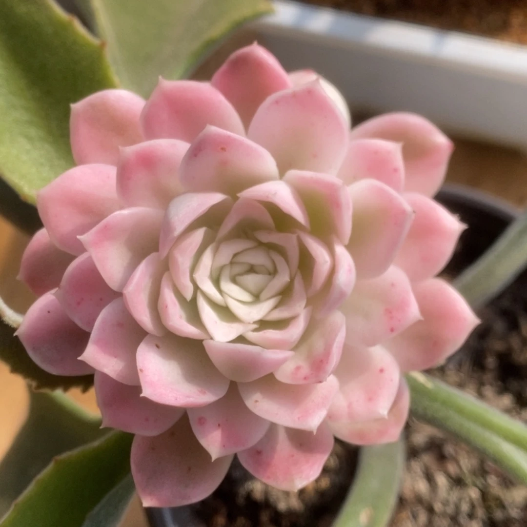 038胭脂扣锦锦锦锦锦