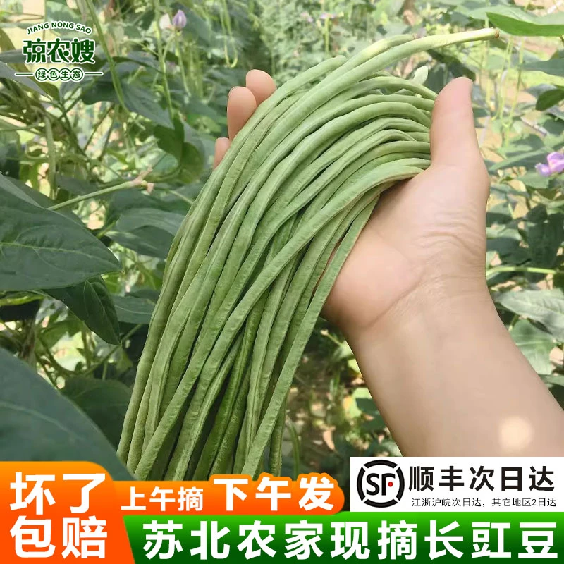 江苏苏北农家新鲜现摘豆角长豇豆应季蔬菜长豆角酸泡豇豆嫩豇豆