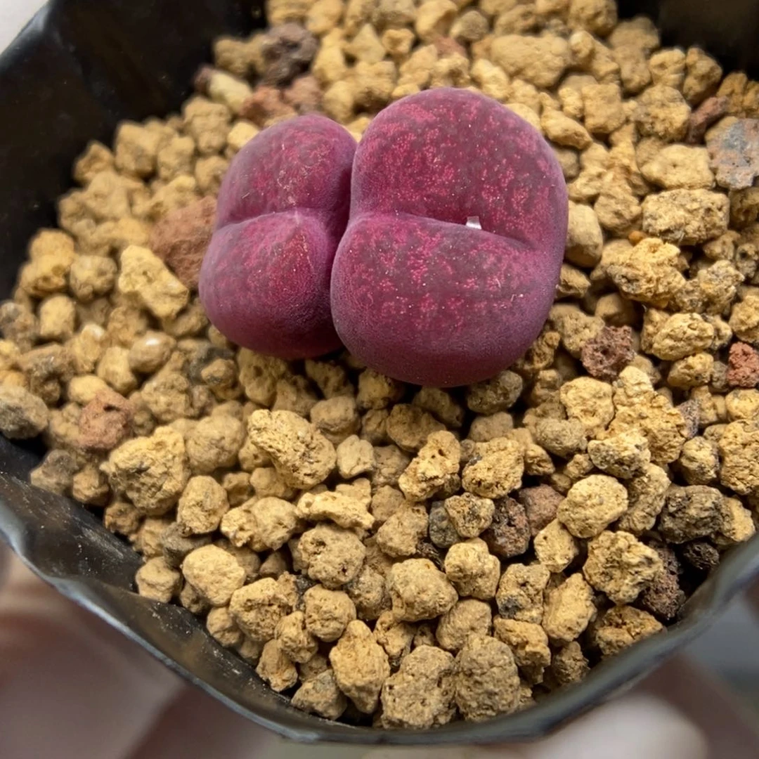 多肉植物肉锥杂交K-730
