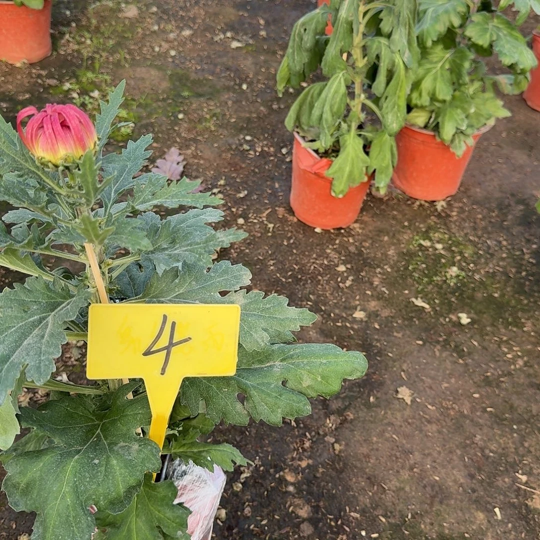 一***姐大部分花苞少量开放4香风