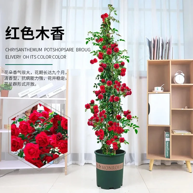 红木香花苗批发四季开花爬藤植物白黄木香花苗盆栽庭院浓香大花卉