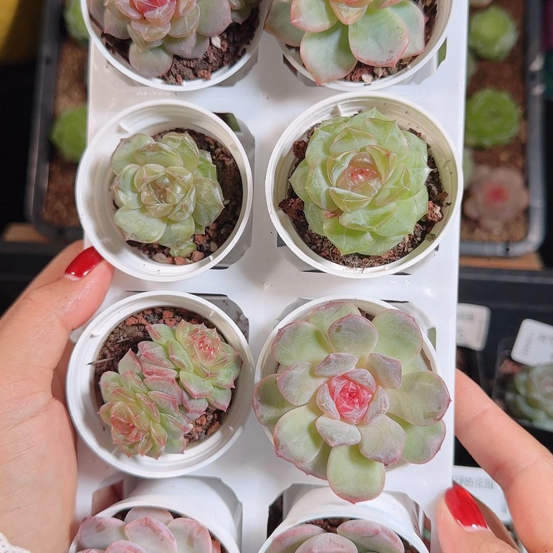 1106-135糖心组合一物一拍