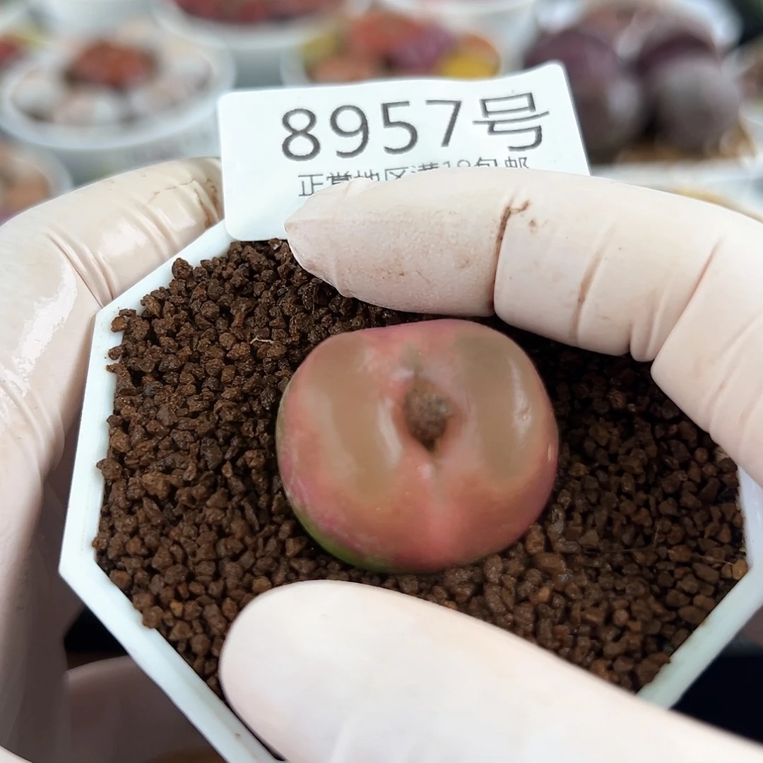 8957七年粉毛2.5cm侧面老疤