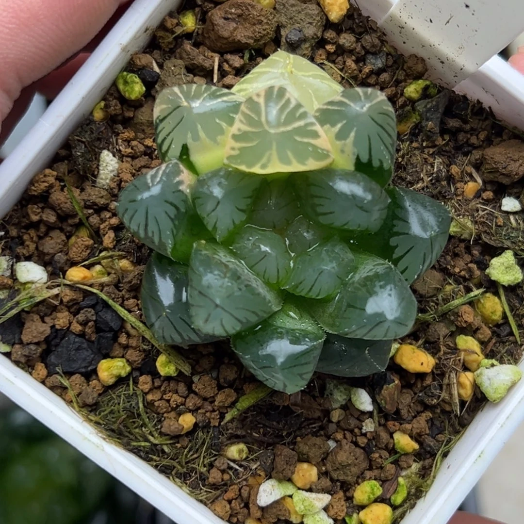 129大窗龙爪玉露锦一物一拍