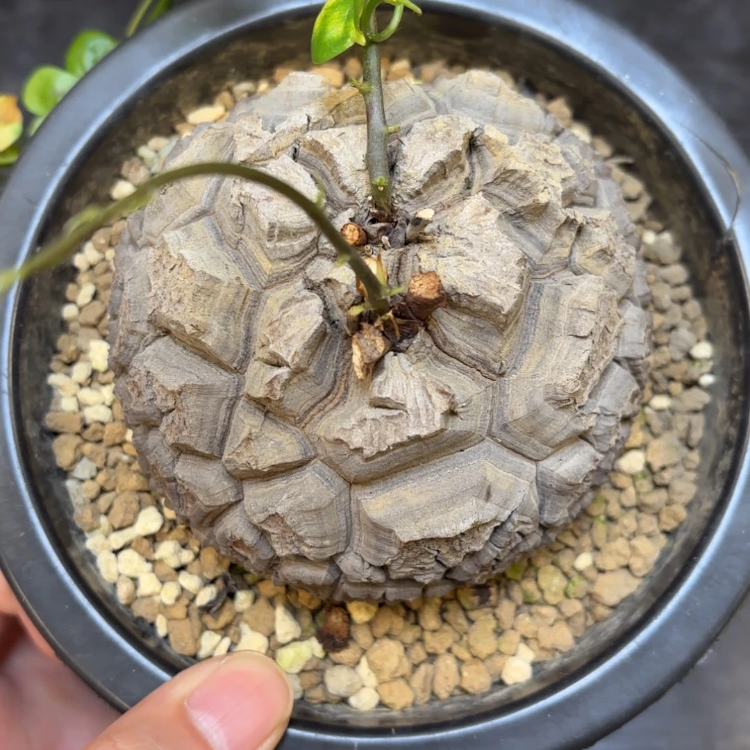 10号日系龟甲龙带盆包邮不退不换