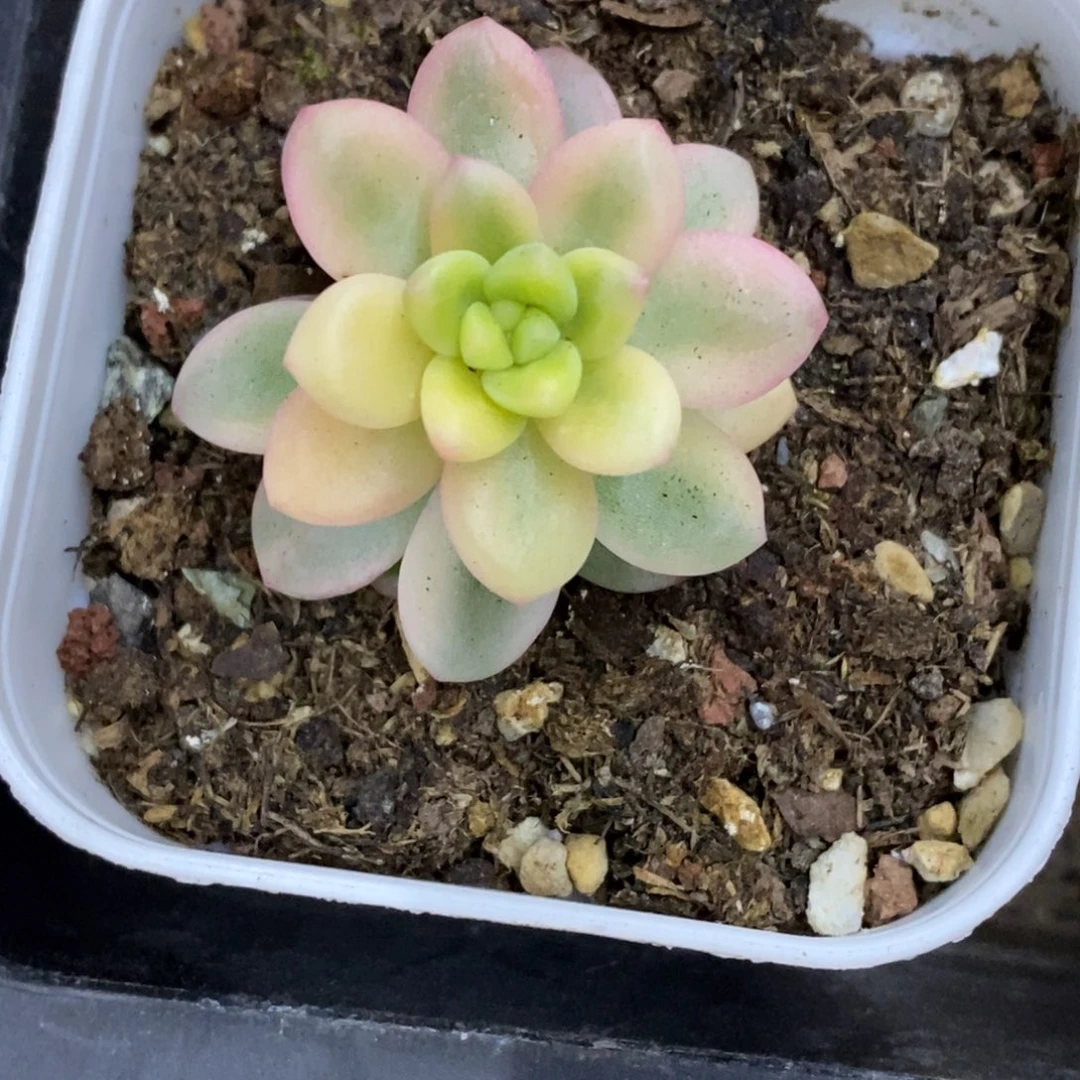 精品多肉一物一拍不包整384