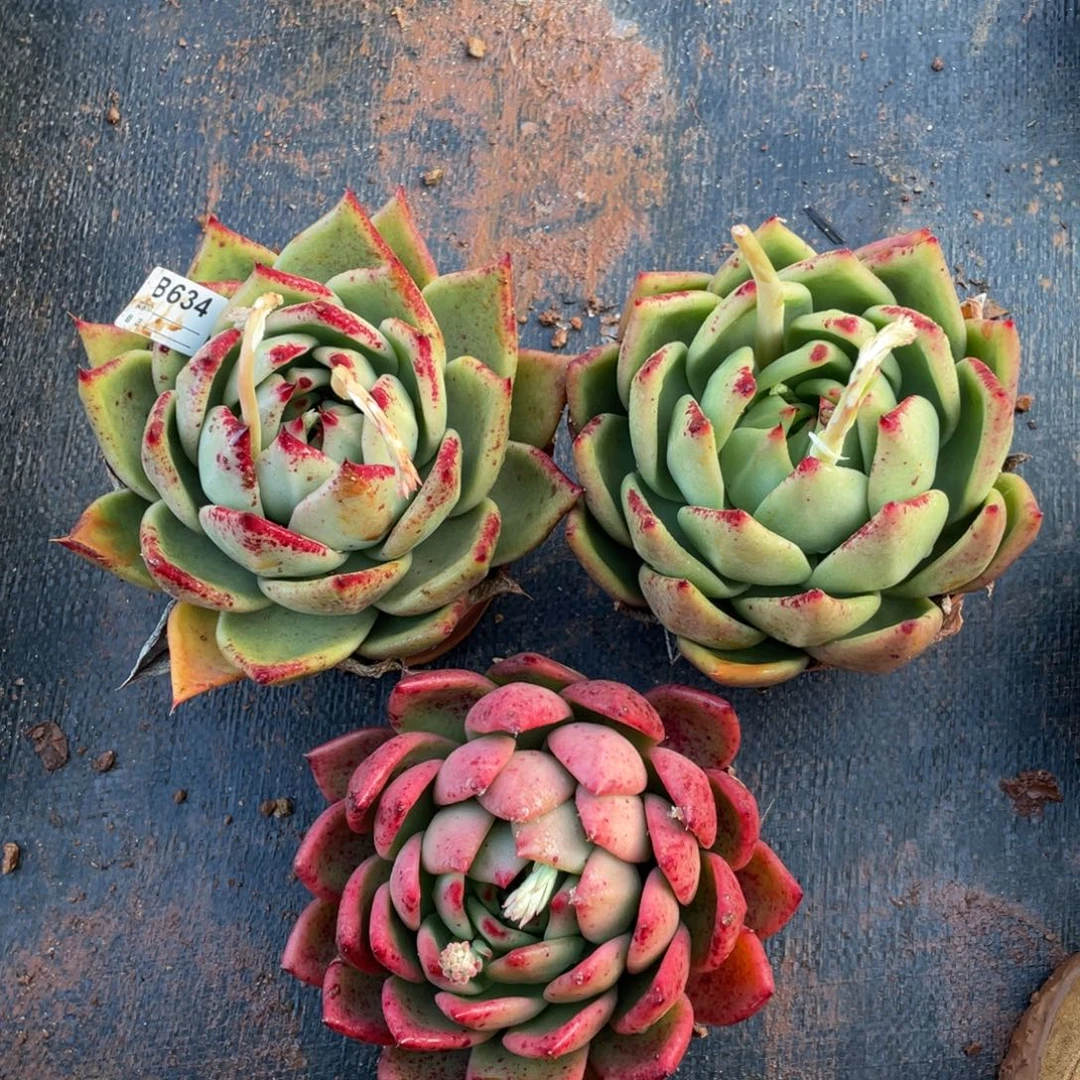 无花朵若如东云组拍B634