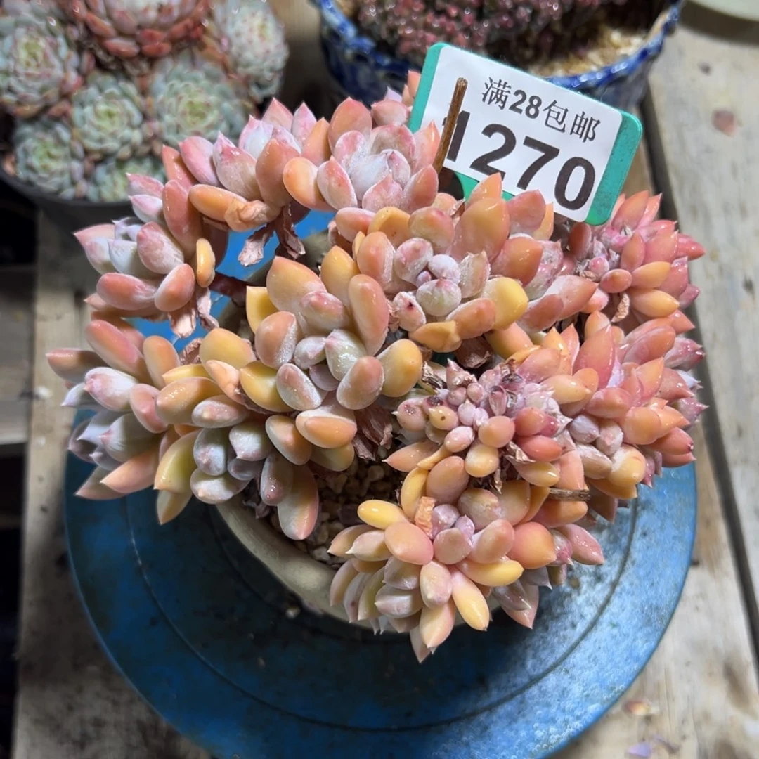 1270胖美人缀，有叶伤，冠服17