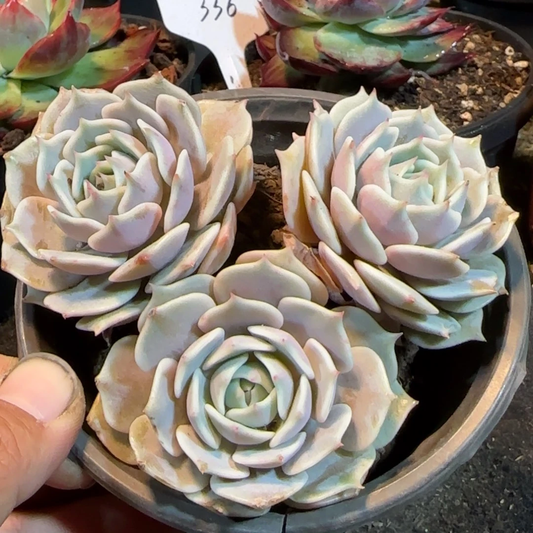 露娜脸惊鸿一物一拍包装收缩花旱