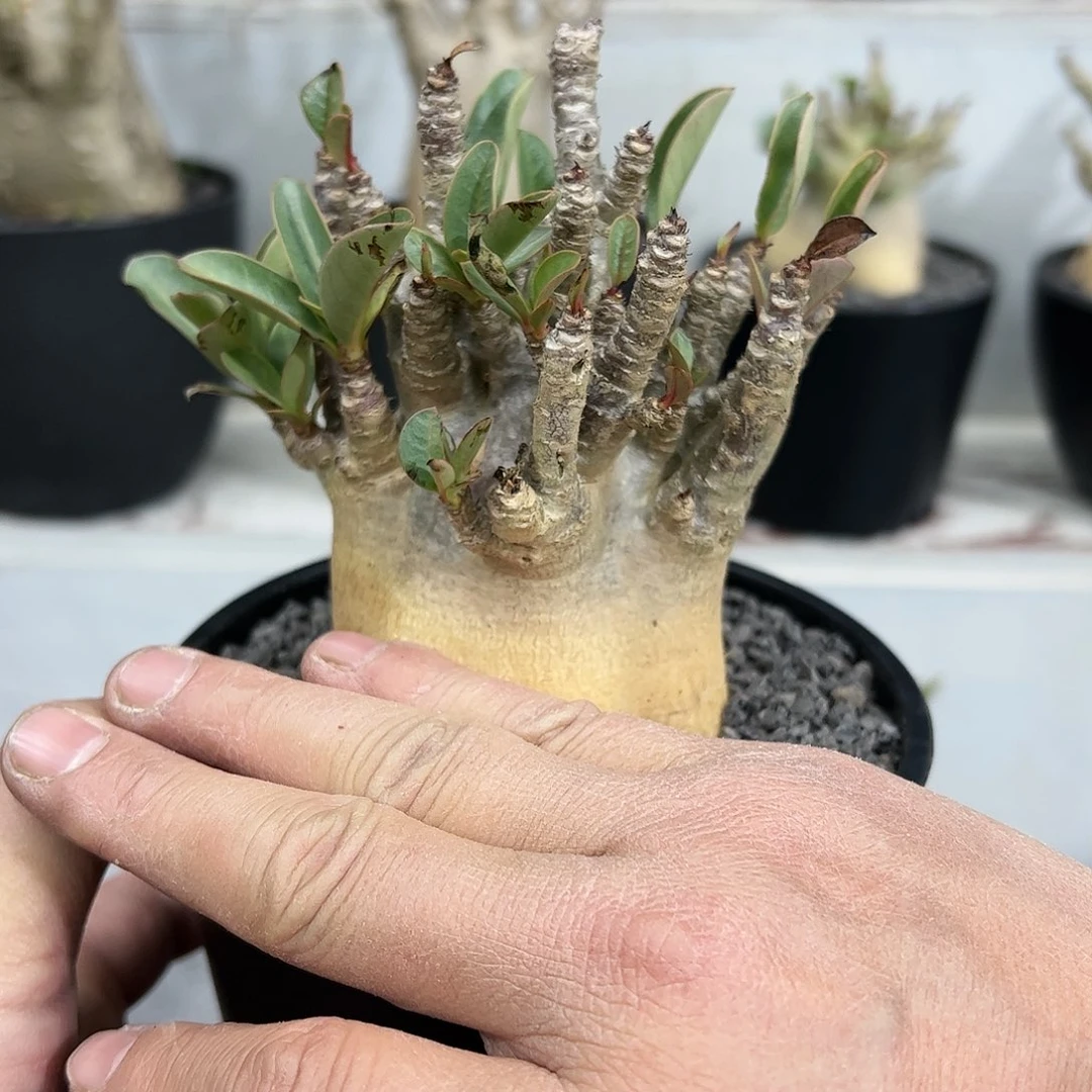 s****挡哥斯拉沙漠玫瑰8888888888