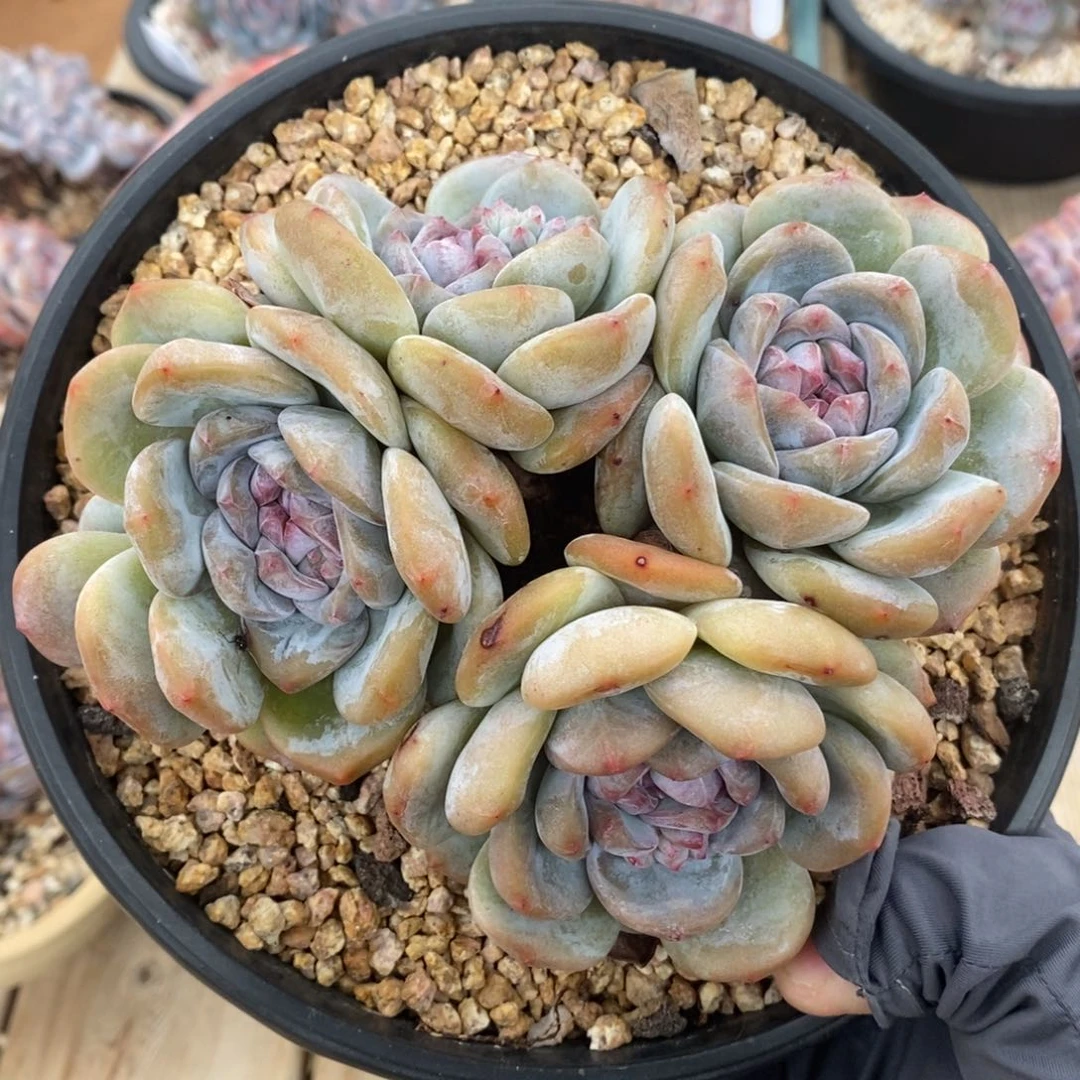 六头绿底紫心