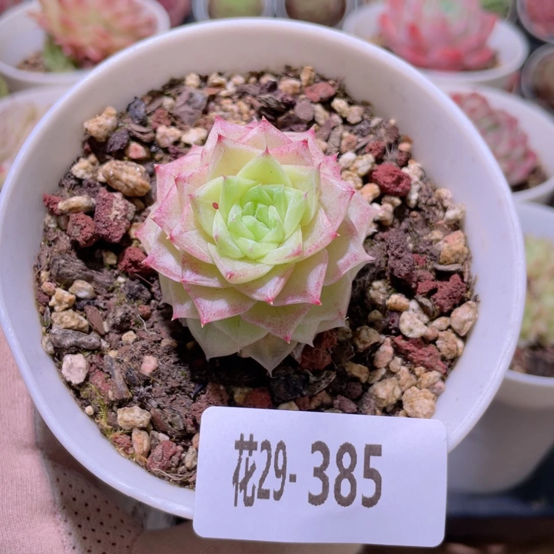 花利美29-385白天鹅