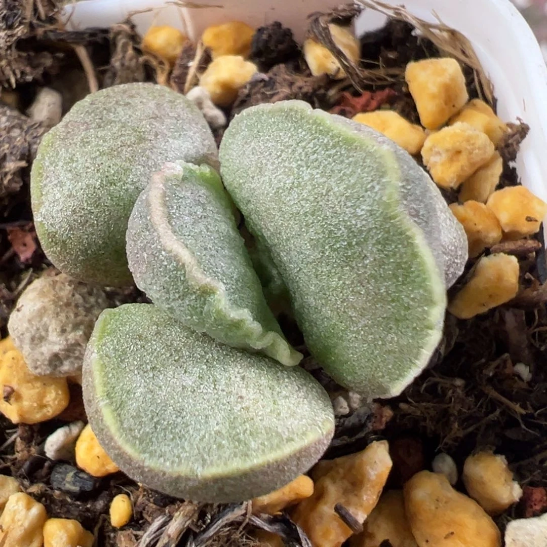 w绿色系实生新品多肉植物