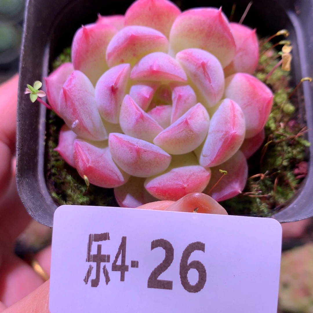 乐然 4-26 白桃汽水