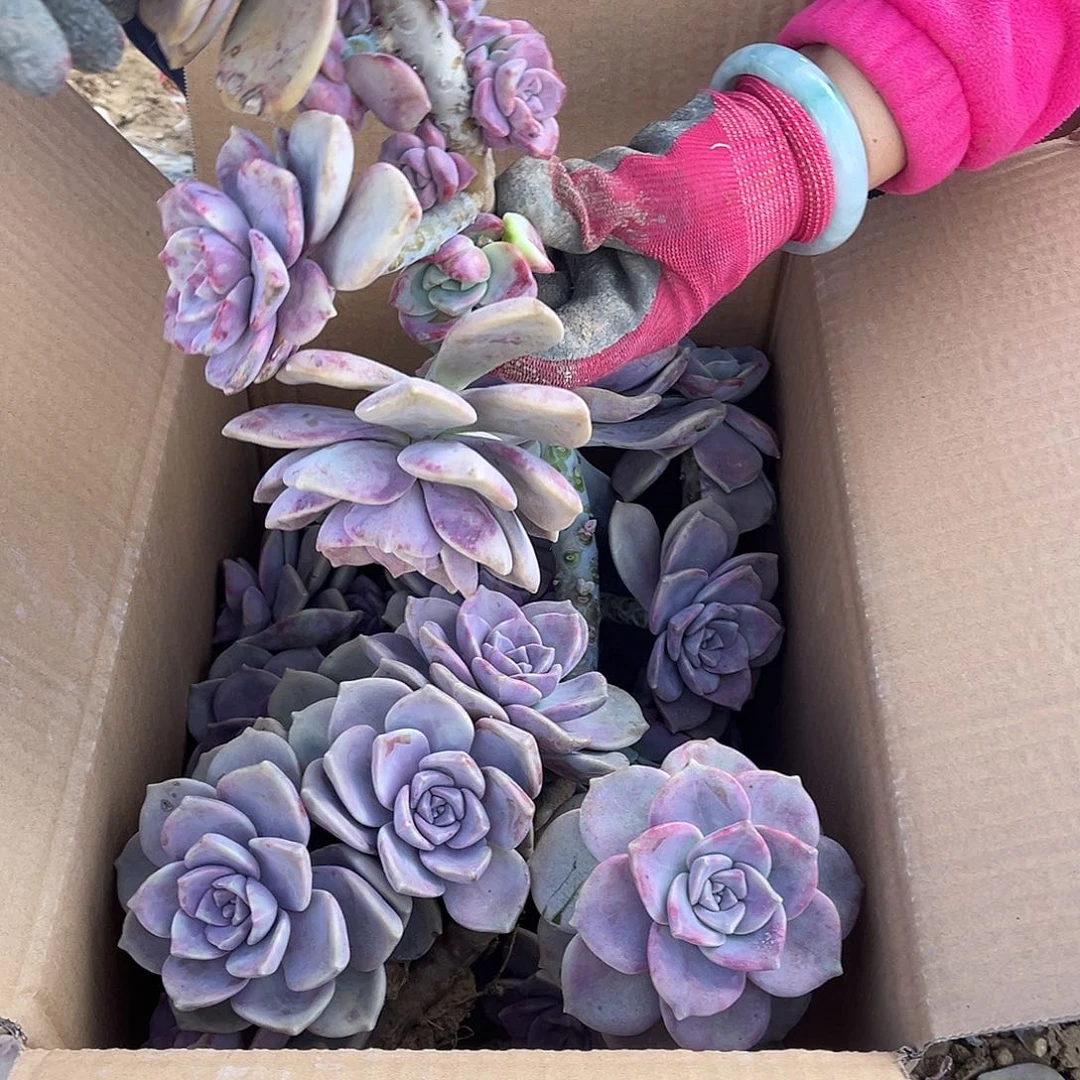 默***默28号紫乐断枝断头不售后