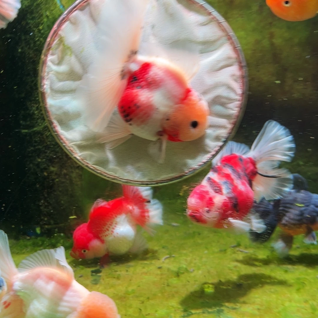 金鱼冷水金鱼百褶泰狮