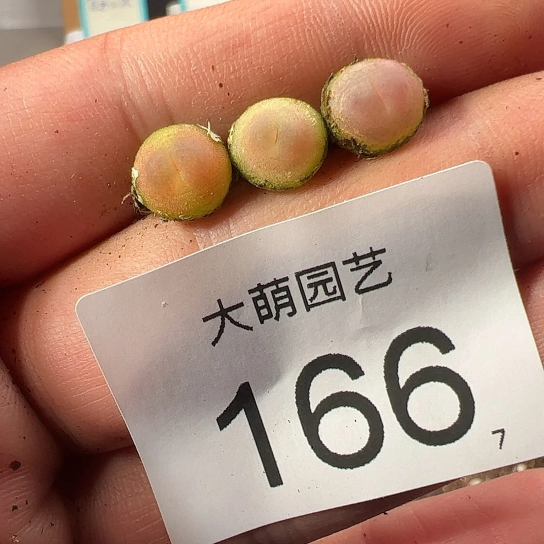 0000166一物一拍……