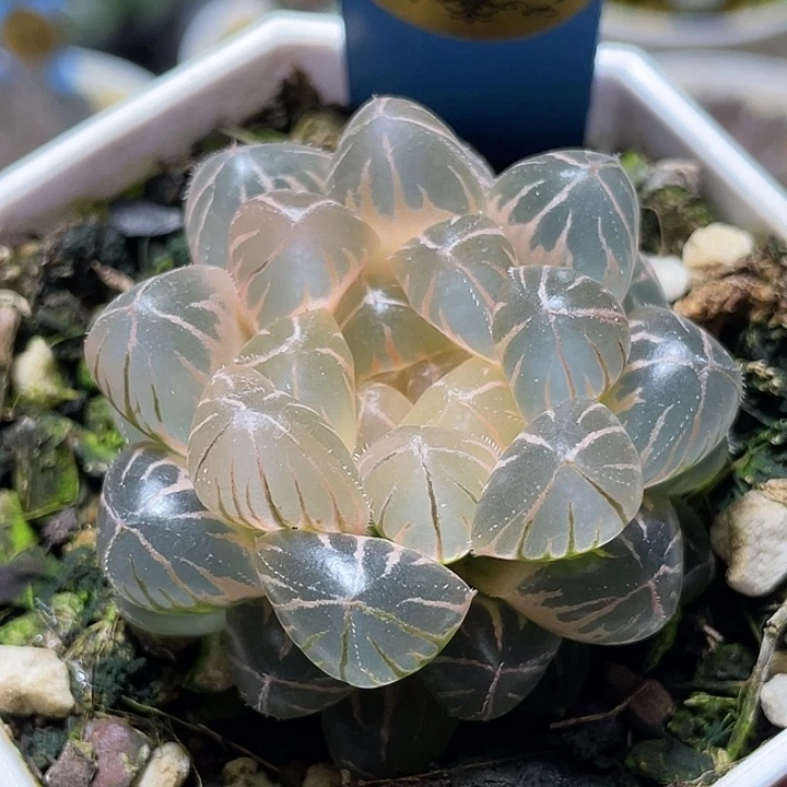 H*** 646糊斑大叶绯桃锦特选福利