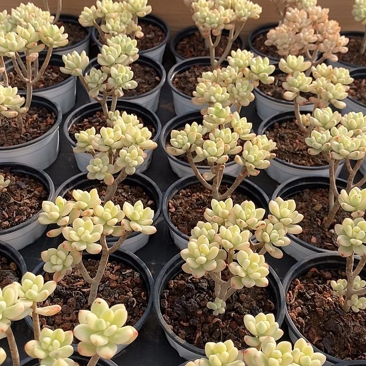 03糖果米奇锦 福利多多