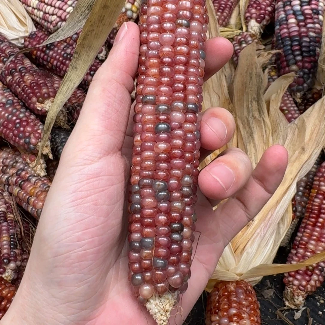 柏香籽/百香籽吊坠小*鸽