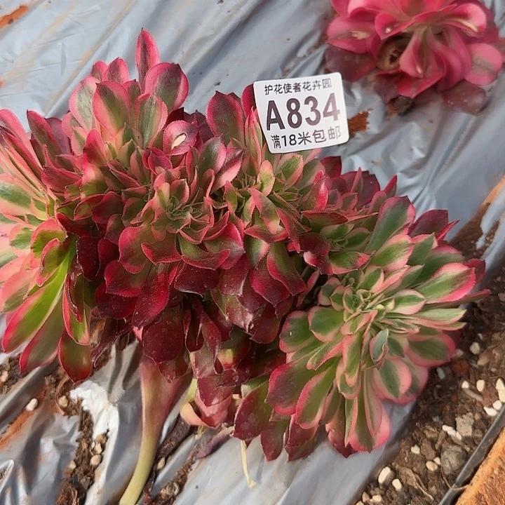 多肉法师香妃缀化