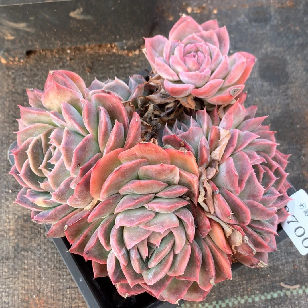 3700杂交多肉植物基地