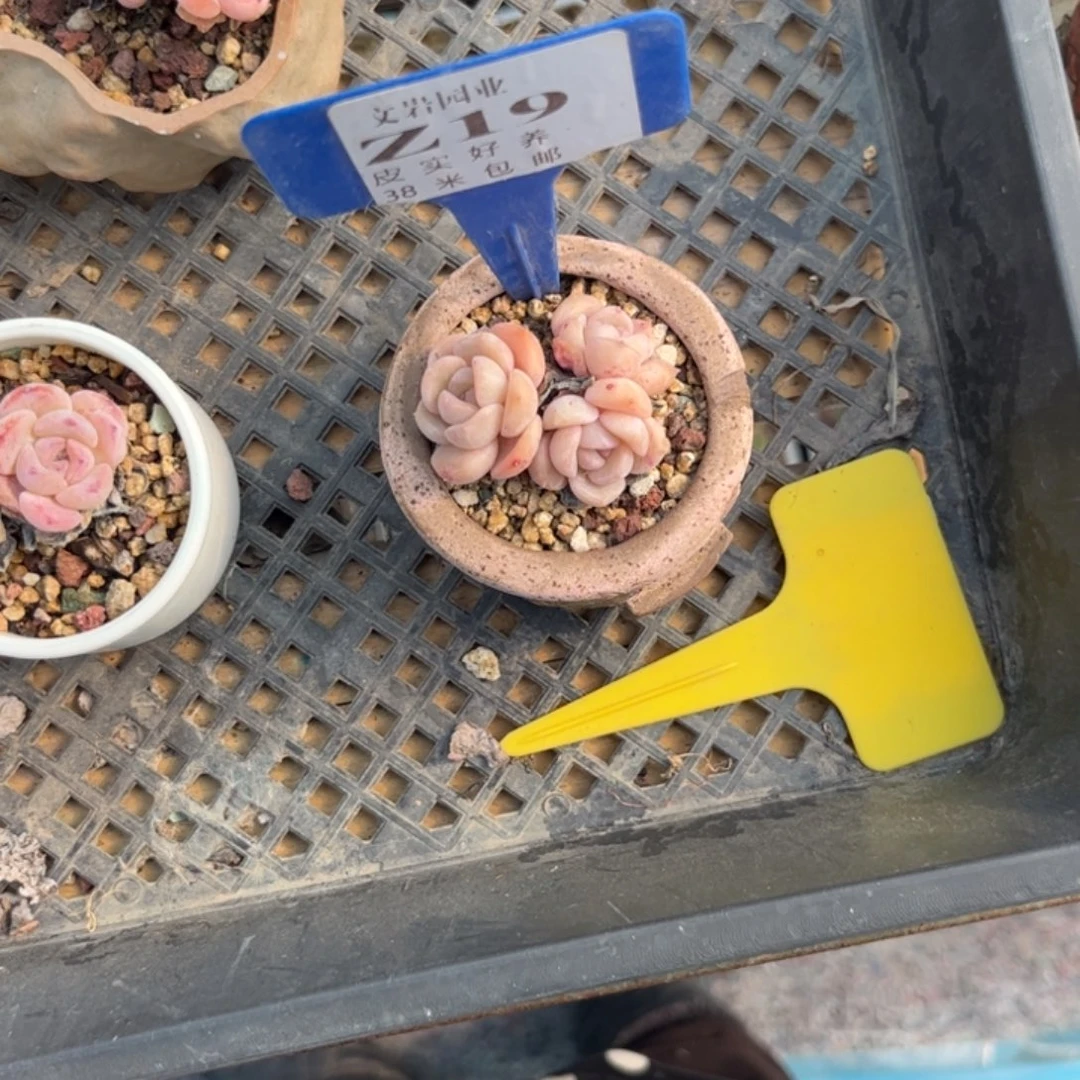 薏*仁多肉植物111111冰魄