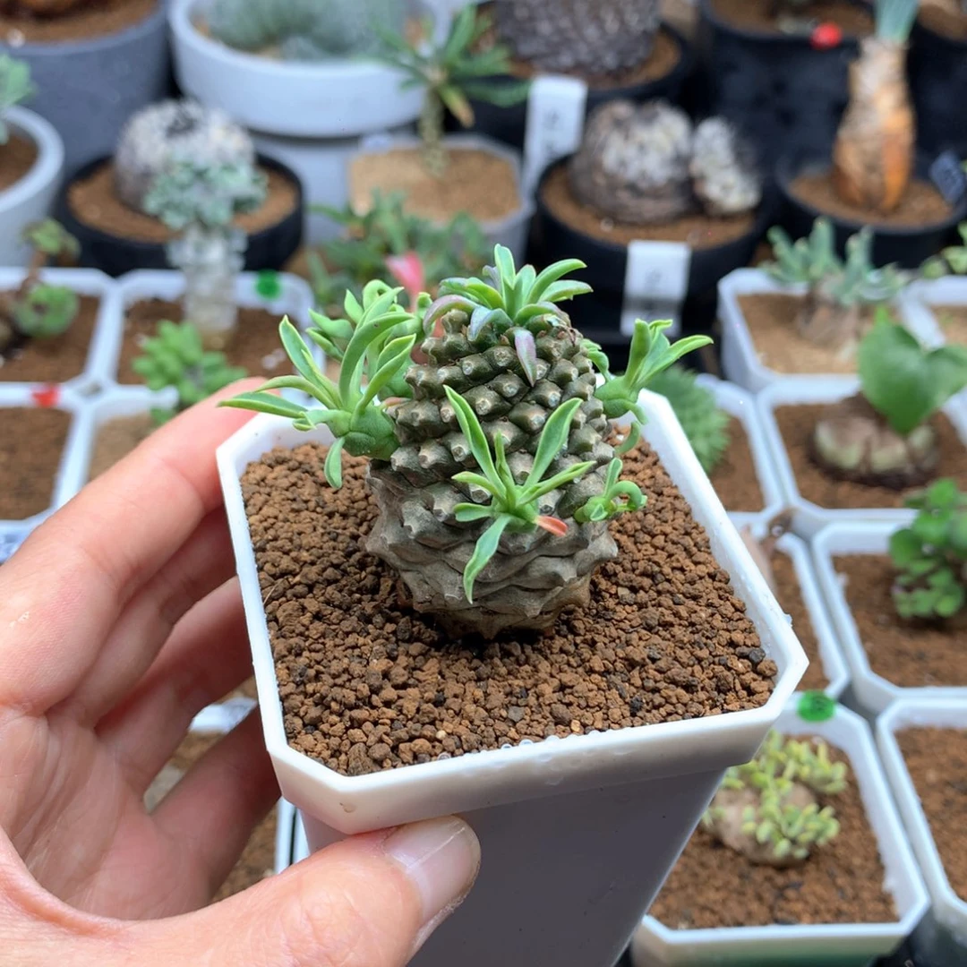 C***g铁甲麒麟多肉带盆