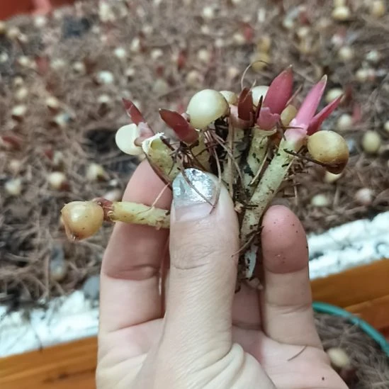 钢**璃特色花卉君子兰小苗