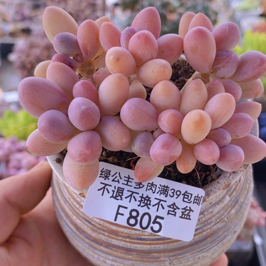 香水手指奶酪7cm805多肉植物