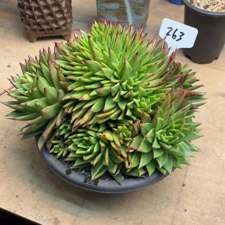 多肉植物，口红缀263号