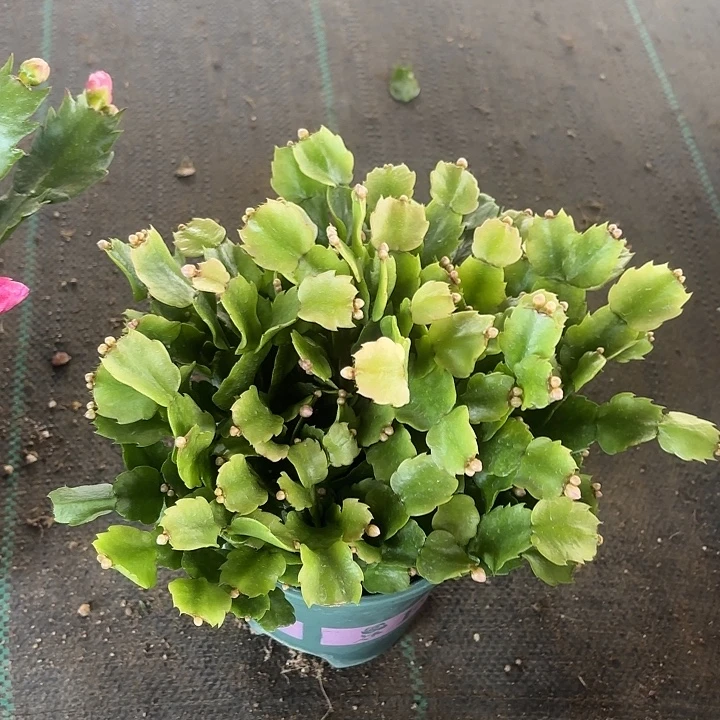 果***儿当前无花栽培后可以开花