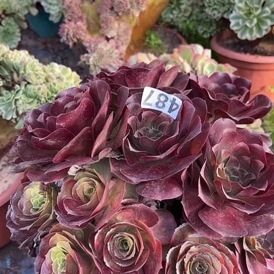 L***丽多肉植物一个美金