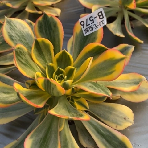 576灿烂满25包邮多肉