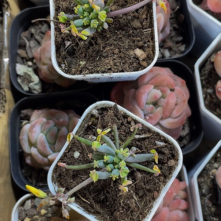 炸酱草带盆土发货