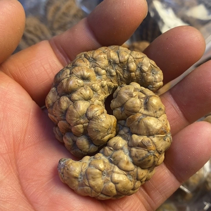 桃核吊坠东北特产4