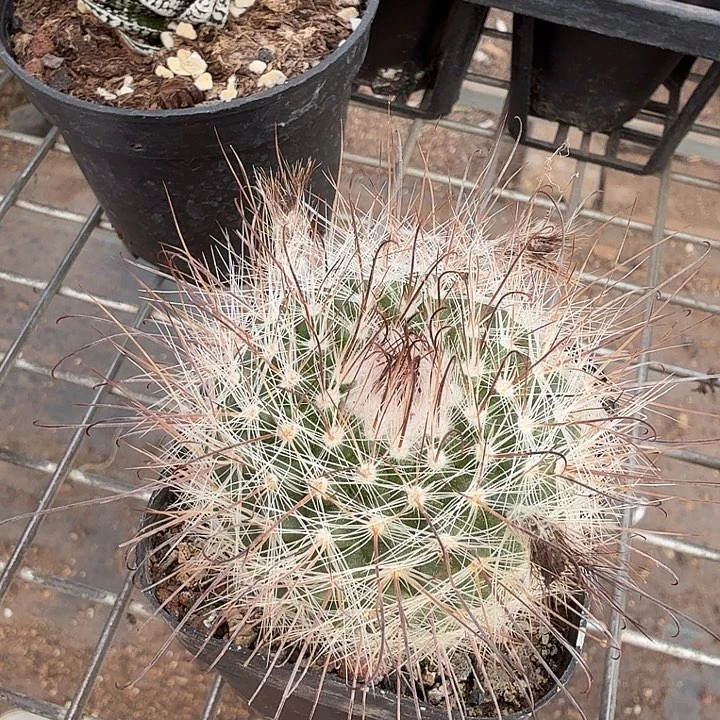 实生菲修玉5仙人球