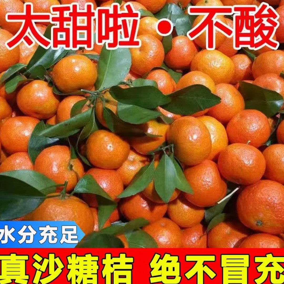 【严优】正宗广西桂林爆甜砂糖橘薄皮橘子新鲜应季水果无籽无渣