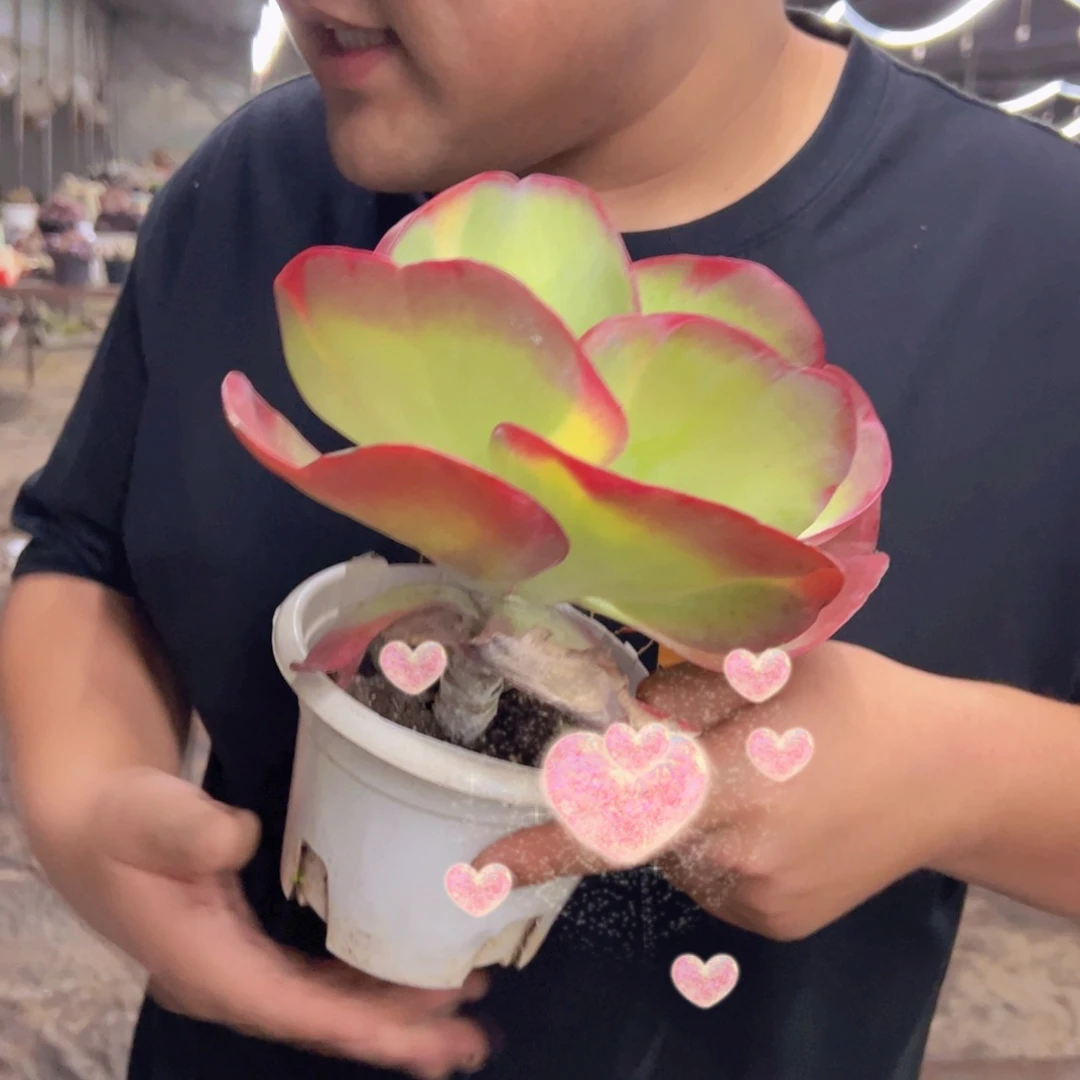 唐印锦大单头，八亩地