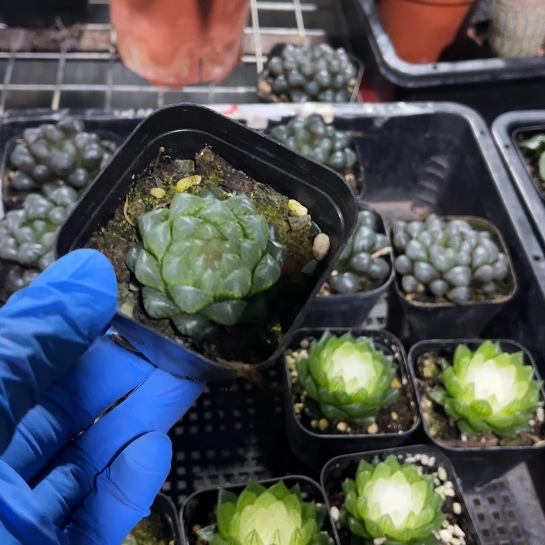 冰川玉露多肉植物