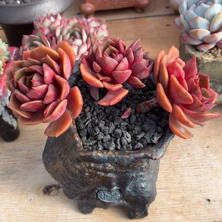 多肉植物 大红袍-4