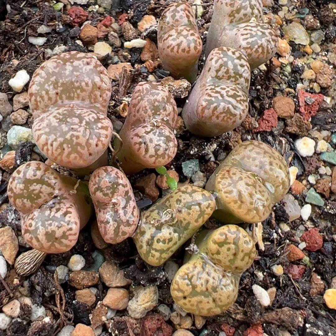 11.11好看的多肉脱土发货143