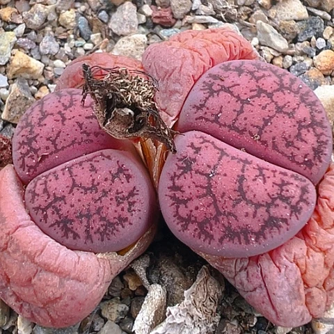 【闪购商品】24510