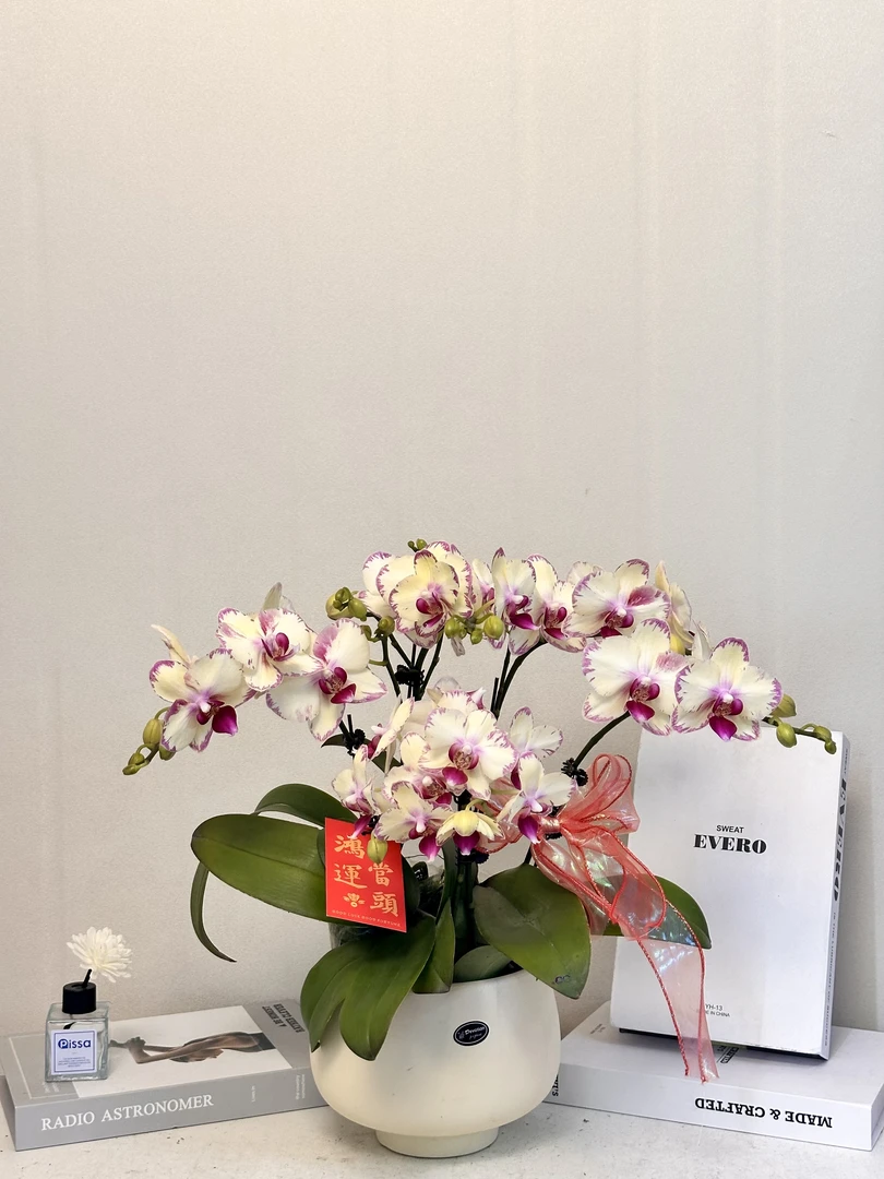 蝴蝶兰 【绿闪电】真花 秋冬耐寒花卉 四季开花 多样性发货