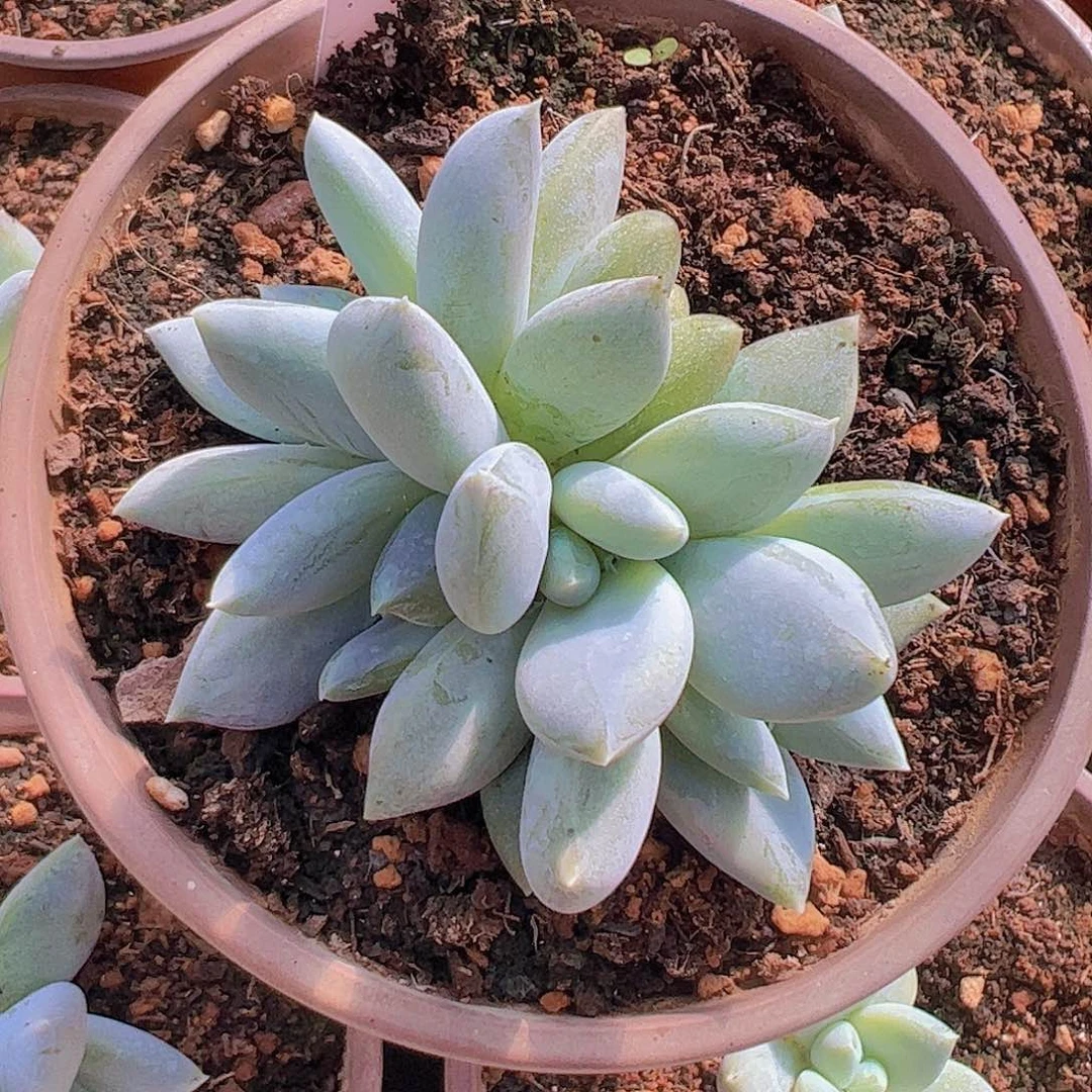 伊丽莎白4头自然群