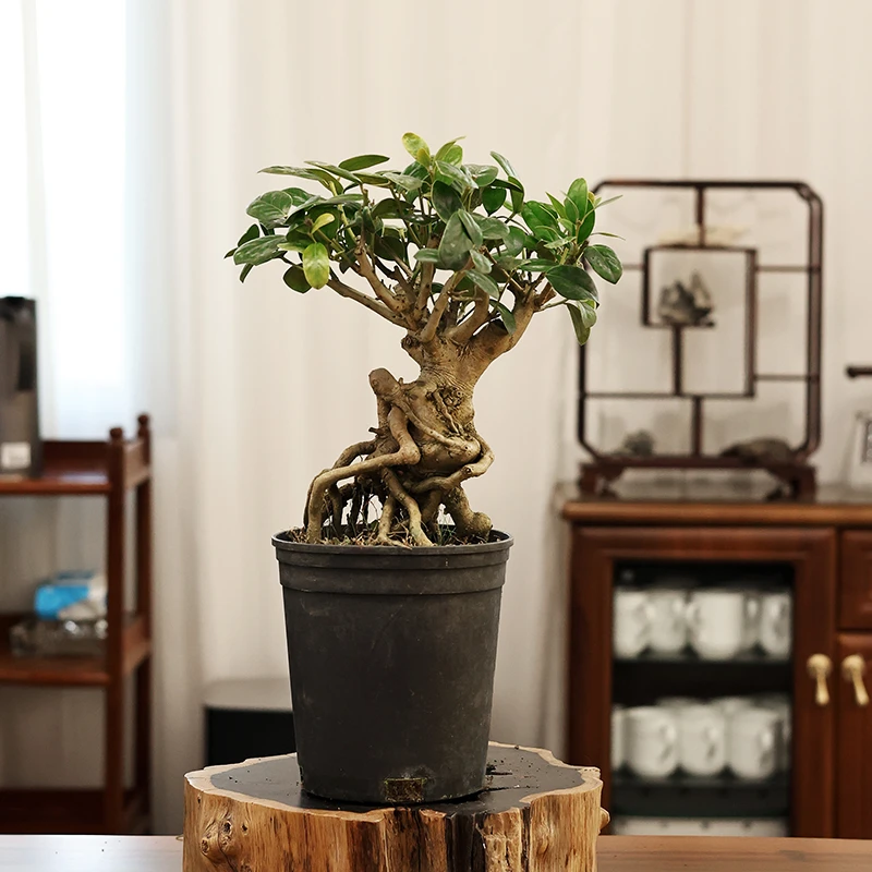 无刺枸骨盆景球盆景庭院构枸骨子吉祥果铁冬青满堂红狗骨四季常青