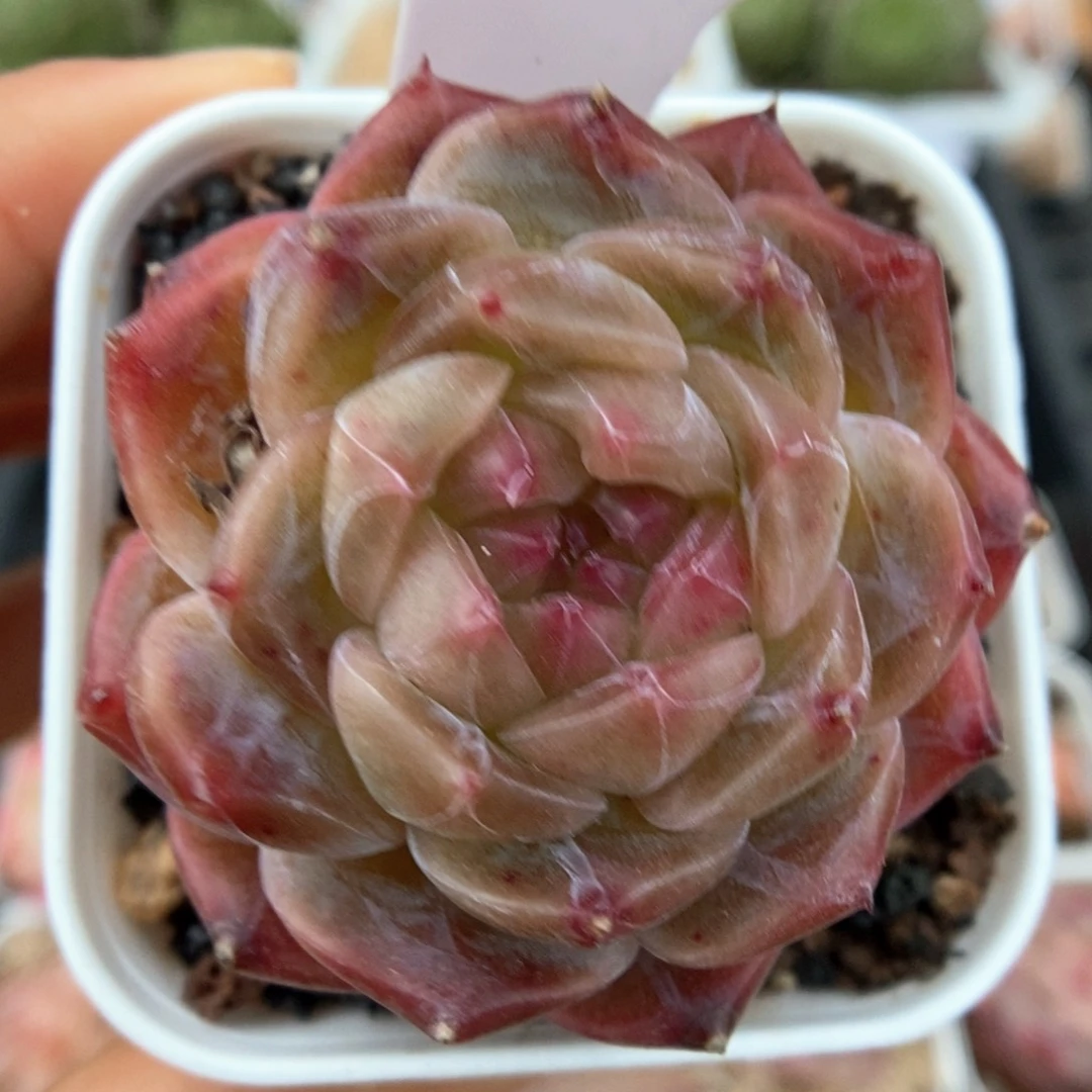 糖心珍妮可拍969号。