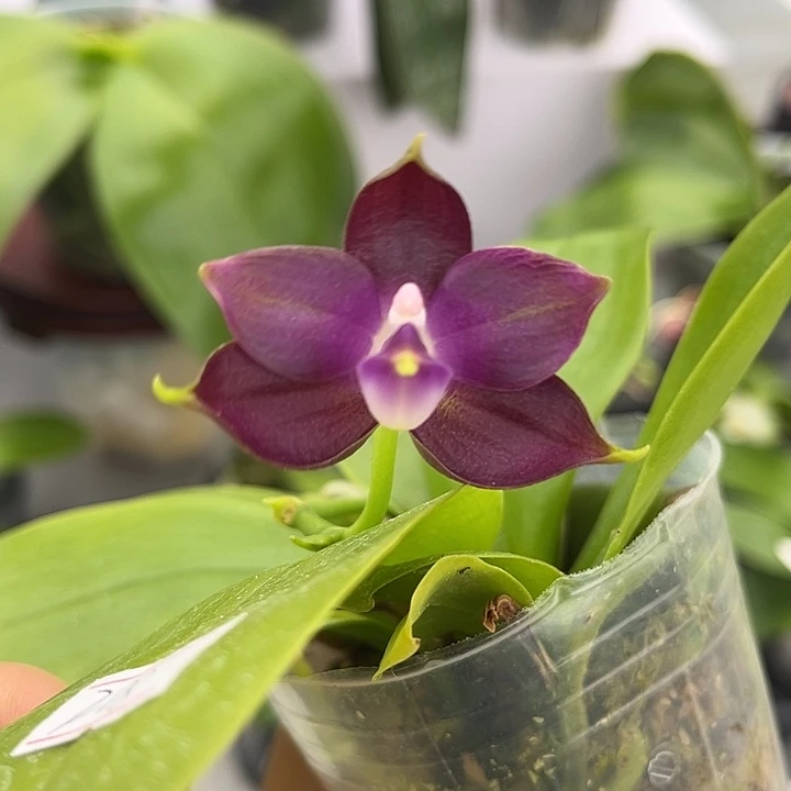 完全开放2.5寸杯BKH2301