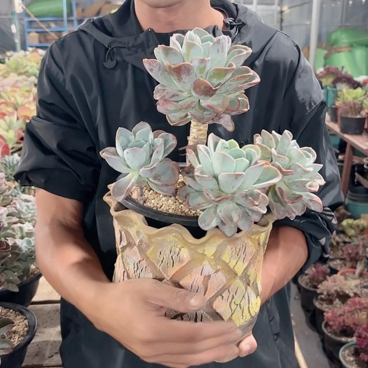 美尻多肉老桩盆栽